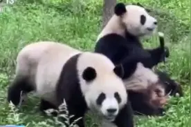 两只3岁大熊猫落户河南栾川啦！十一假期约吗？图片