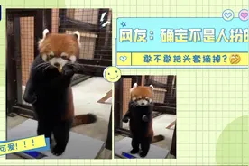 小熊猫边啃苹果边站着称重 这确定不是人扮的？图片
