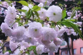 早安心语：眼泪不是答案，拼搏才是选择图片