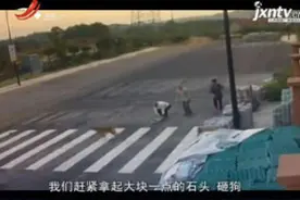 浙江衢州：七旬老人被疯狗扑咬 热心夫妇挺身相救视频封面
