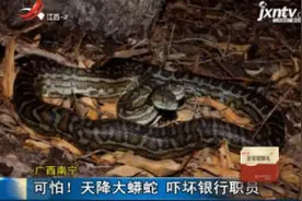 广西南宁：可怕！天降大蟒蛇吓坏银行职员视频封面