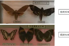 蝴蝶和蛾你了解多少？图片