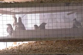 抓捕“猎鸟犯”，河北承德警方查获4000余只野生鸟类视频封面