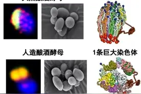 成果亮点丨国际首例人造单染色体真核细胞创建成功图片