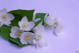 为什么领导宁凭高价请外人，也不愿提拔你？知道这些，才算成熟图片