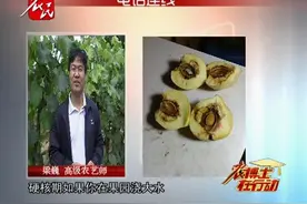冬桃裂核从内往外坏怎么办？这是生理性的病害视频封面