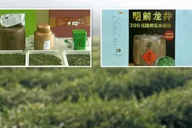 每周质量报告｜以次充好 农药残留 问题龙井缘何成为“陷阱”？视频封面
