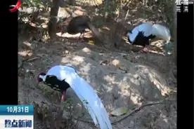 江西大余县：上百只野生白鹇在丫山出没视频封面