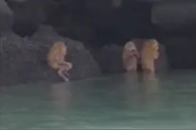 泰国海边惊见“半人半猿”谜样生物 诡异笛声伴奏游客呆住图片
