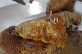 蜂蜜带蜂巢能一起吃吗？带蜂巢的蜂蜜怎么吃？图片