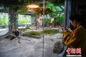 大熊猫贡贡、舜舜在海口与公众见面图片