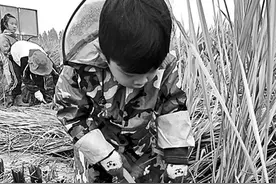 幼儿园组织小朋友割水稻 园长称是食育课程的一部分图片