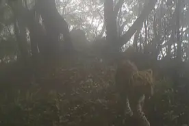 河南首次拍到野生金钱豹幼崽视频封面