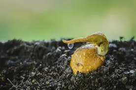 早安心语：种子最后是果实；努力最后是成功；放弃最后是失败图片
