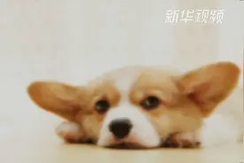 文明养犬 从自身做起视频封面