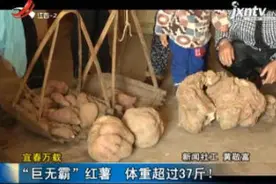 宜春万载：“巨无霸”红薯 体重超过37斤！视频封面