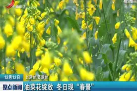 江西婺源：油菜花绽放 冬日里现“春景”视频封面