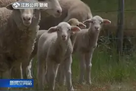 无人机监测羊羔体温，澳大利亚农场主用“高科技”养羊视频封面