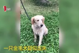 谁家的金毛走失了？一口气吃7个馒头，还抢警察蜀黍的肉图片
