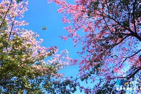 美丽异木棉 怒放在冬季视频封面