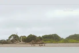 亚马逊的守卫者视频封面