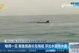 难得一见！“顶级掠食者”虎鲸现身烟台长岛海域，浮出水面喷水雾视频封面