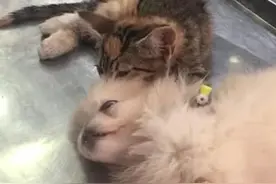 萌化了！小奶猫安慰生病小狗给其做头部按摩图片