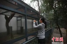 广西柳州动物园女兽医：最难接受和动物死别图片
