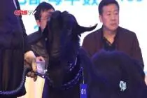 黑山羊选美大赛在重庆上演 拼颜值争夺“羊王”“羊后”视频封面