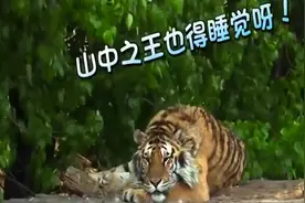 甜馨气势汹汹威胁东北虎：别碰我！甜馨把老虎认成大象？视频封面