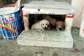 来深兜兜转转7年，90后小伙全职义务救助流浪犬，不敢跟家里说视频封面