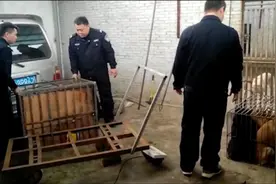 广东博罗警方打掉一盗狗团伙，解救21条狗，嫌犯自制铁丝圈作案视频封面