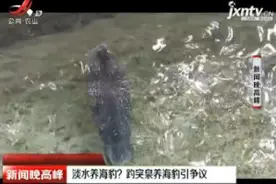 济南：淡水养海豹？趵突泉养海豹引争议视频封面