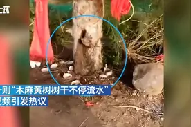 树中流水被村民当“神树”供，直到警察关上了龙头……视频封面