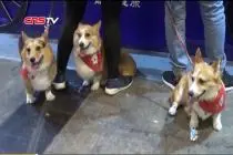 2019年香港宠物节开幕 宠物出国游不是梦视频封面