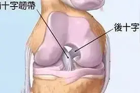 拉伸是拉韧带？你可能对拉伸有些误会图片