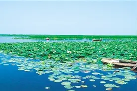 白洋淀：汩汩清流入淀来图片