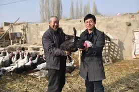 和静县：火鸡养殖啄开“致富门”图片