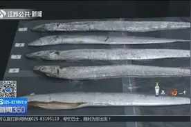 一下锅就开花炸裂的带鱼千万别吃！专家称是泡了甲醛，是真的吗？视频封面
