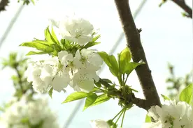 50秒｜能结出大红樱桃的是樱桃花 你知道它和樱花的关系吗视频封面