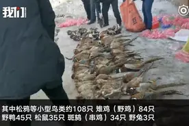 公然售卖国家二级保护动物 哈尔滨一特产店主被刑拘视频封面