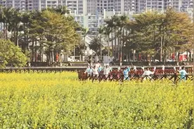 灿烂花海 相约桥头图片