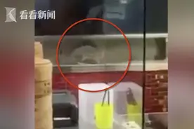 餐厅厨房闯入超大“料理鼠王” 网友：要吐了图片