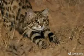 奶凶奶凶的！世界上体型最小的猫图片