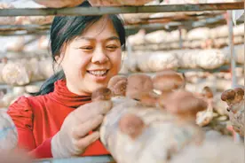 经济聚焦·回乡看变化：小香菇成大产业图片