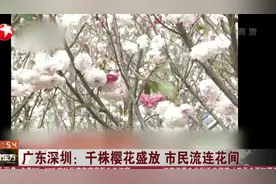 深圳樱花节开幕，簇簇樱花悬挂枝头，春意盎然吸引众多市民赏花视频封面