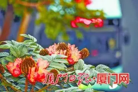 一城春色半城花！厦门不少植物提前开花“报春”图片