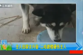 看到主人回家，二哈太兴奋从三楼一跃而下，主人被砸瞬间动弹不得视频封面