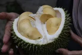 “一个榴莲顶3只鸡”？专家道出真相，不管爱不爱吃，这些要知道图片