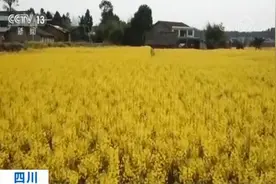 月圆花也好！鲜花竞绽放新春赏美景 一派生机盎然景象图片